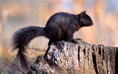 Rise of black squirrel, caused by genetic mutation